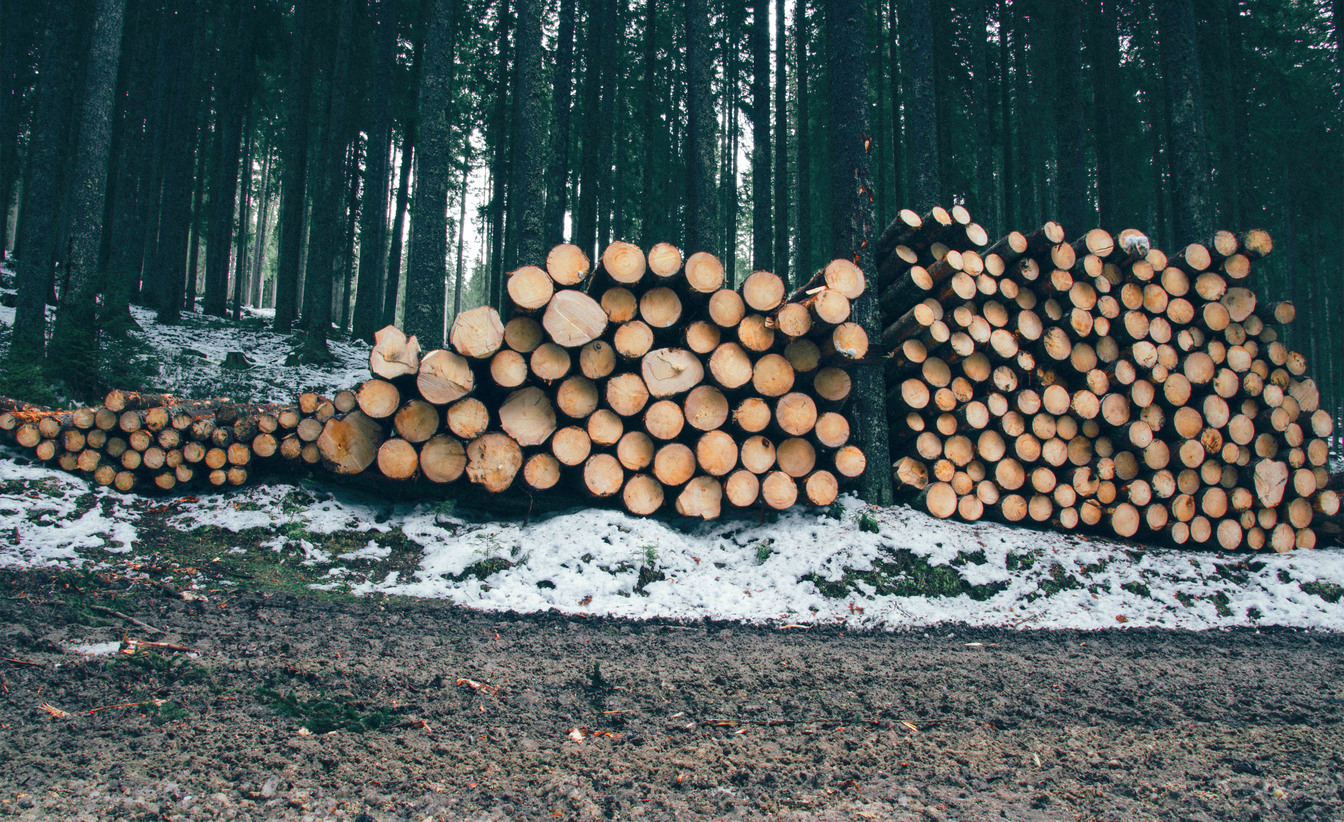 Corte legalizado de madeira
